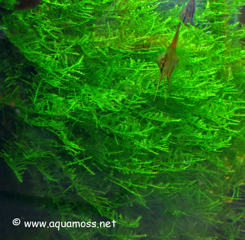 Aquatic Moss. How to Create a Moss Wall. Create backdrop using aquatic
